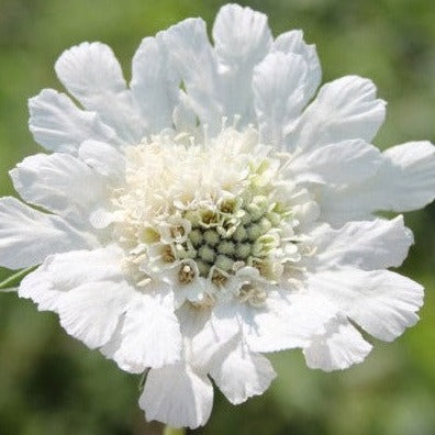 Scabiosa (Pincushion Flower)