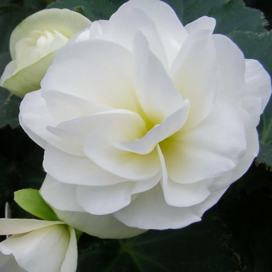 Tuberous Begonia 10" Hanging Basket