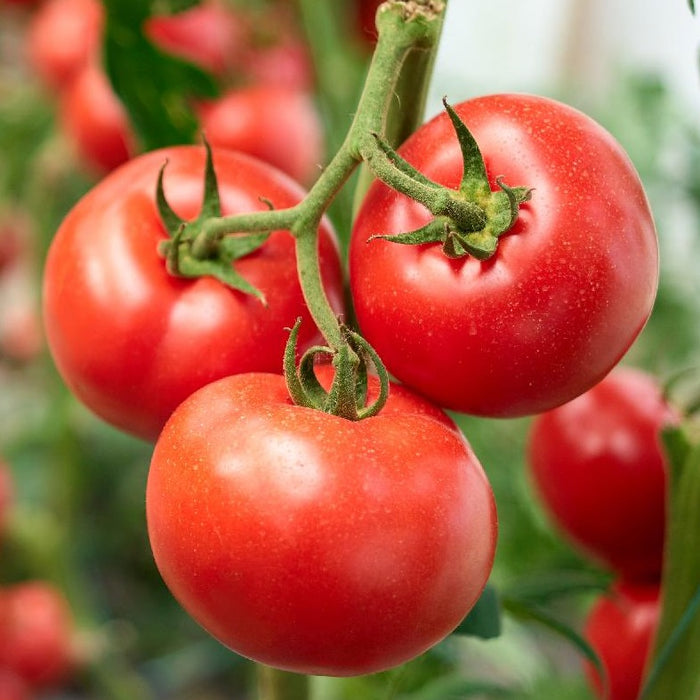 Sub Arctic Maxi Tomato Plant