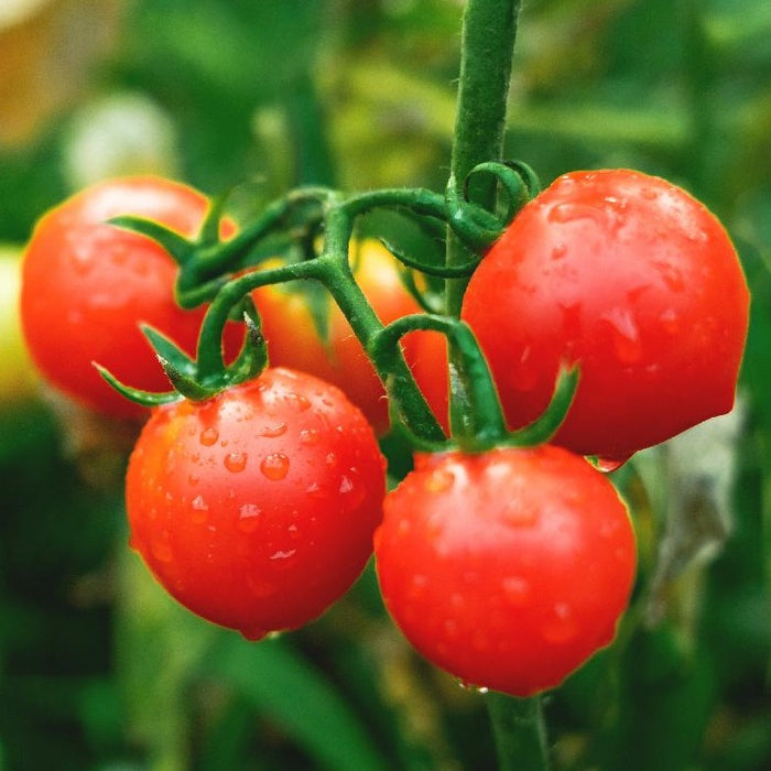 Sweet Chelsea Tomato Plant