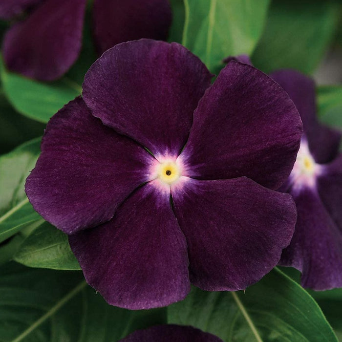 Vinca Bedding Plant