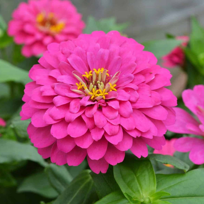 Zinnia Bedding Plant