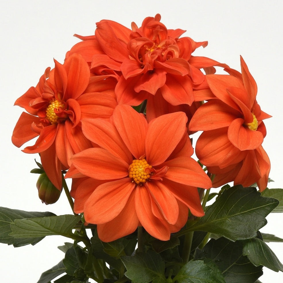 Dahlia — Seaway Farms Niagara