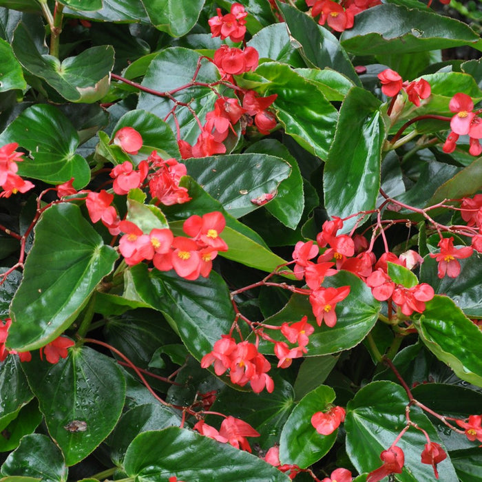 Fibrous Begonia