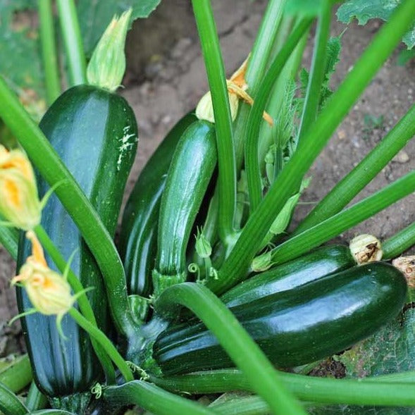 Zucchini Plant