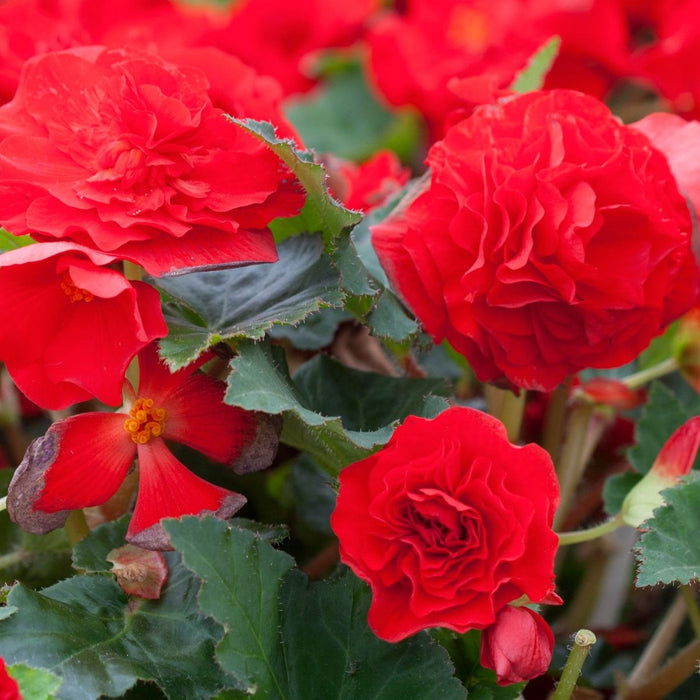 Tuberous Begonia 10" Hanging Basket