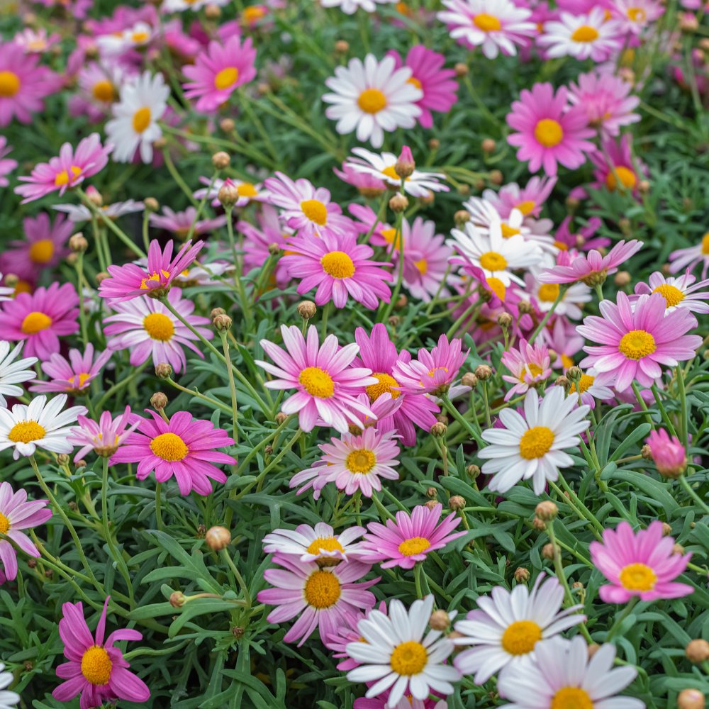 Marguerite daisy hotsell