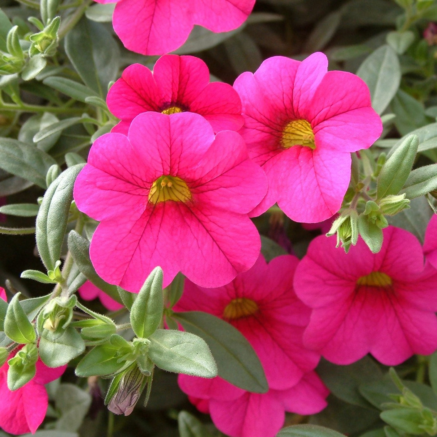 Calibrachoa (Million Bells) 10