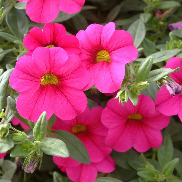 Calibrachoa (Million Bells)