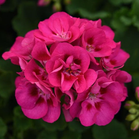 Geranium 4"