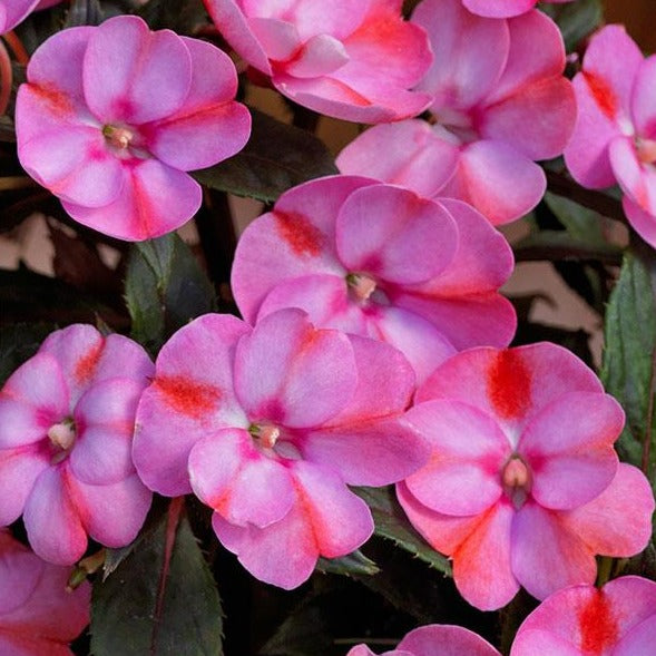 Impatiens