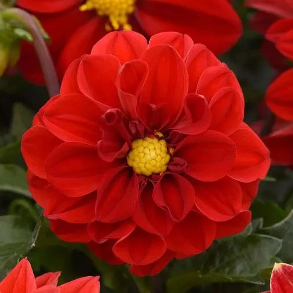 Dahlia