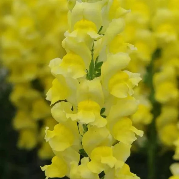 Snapdragon Bedding Plant