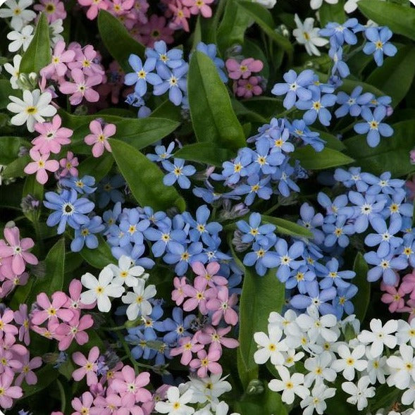 Myosotis (Forget-Me-Not)