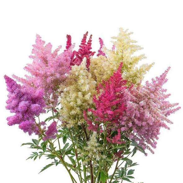 Astilbe