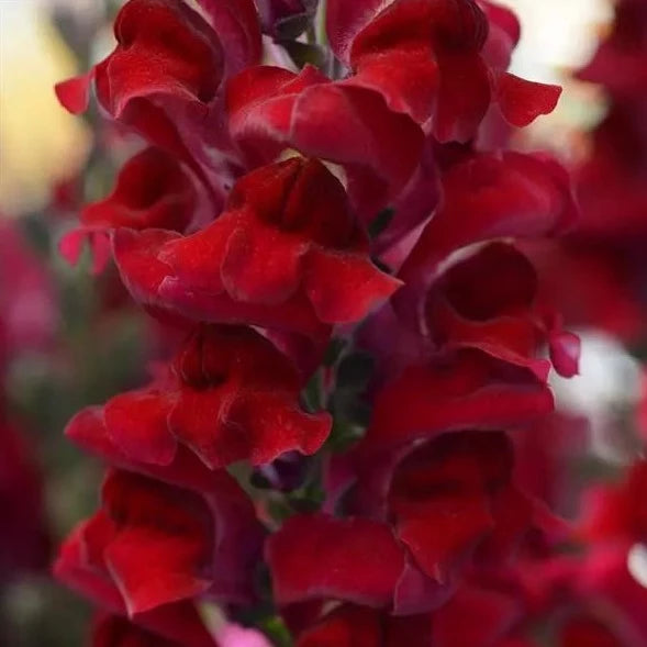 Snapdragon Bedding Plant