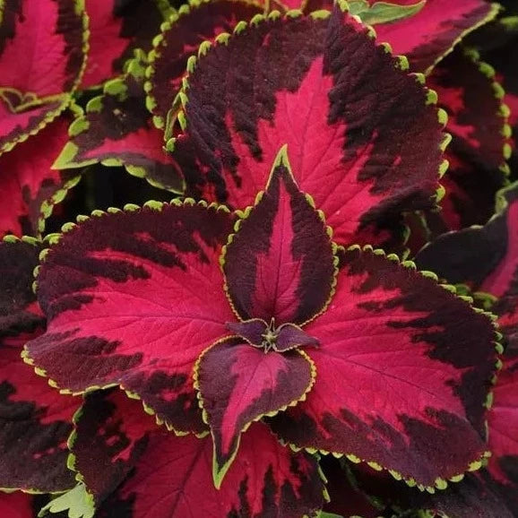 Sun Coleus