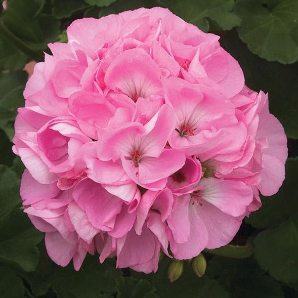 Geranium Hanging Baskets 10"