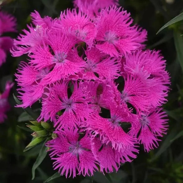 Dianthus