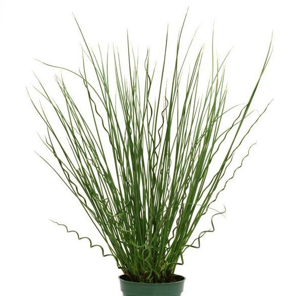 Juncus Twisted Arrows Grass
