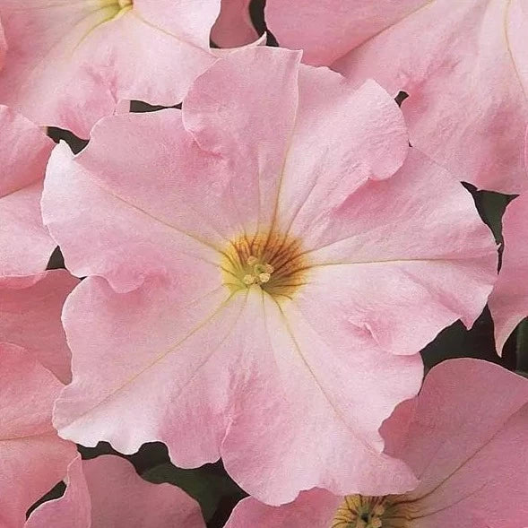 Petunia Bedding Plant