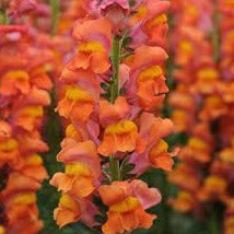 Snapdragon Bedding Plant