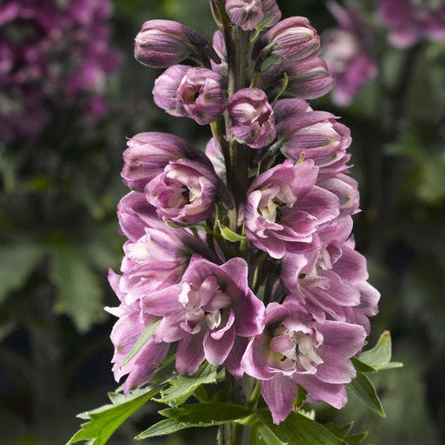 Delphinium (Larkspur)