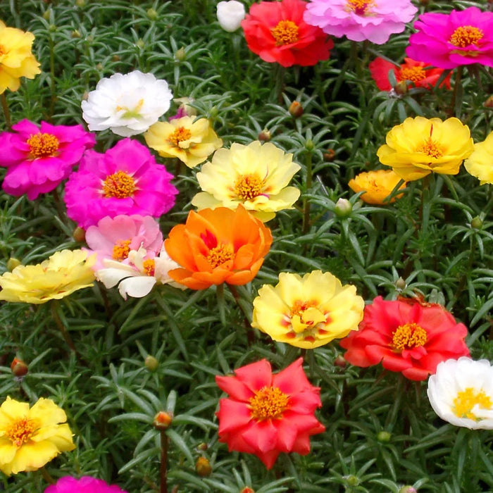 Portulaca