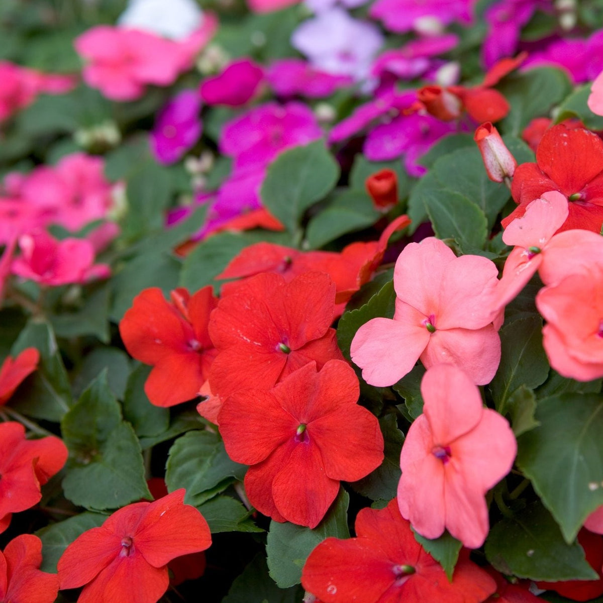 Impatiens — Seaway Farms Niagara
