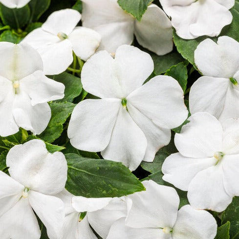 New Guinea Impatiens 10" Hanging Basket