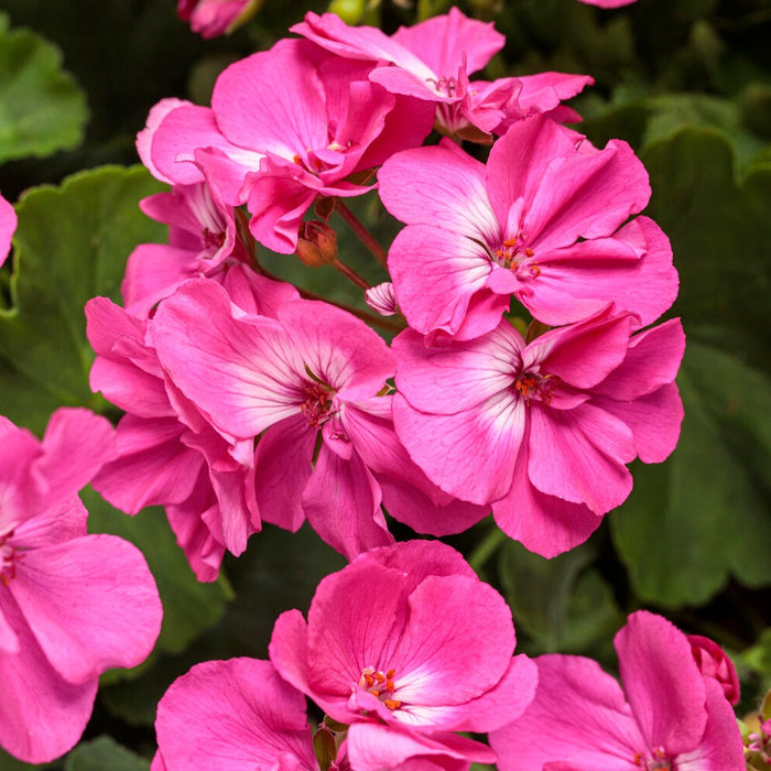 Geranium Hanging Baskets 10"