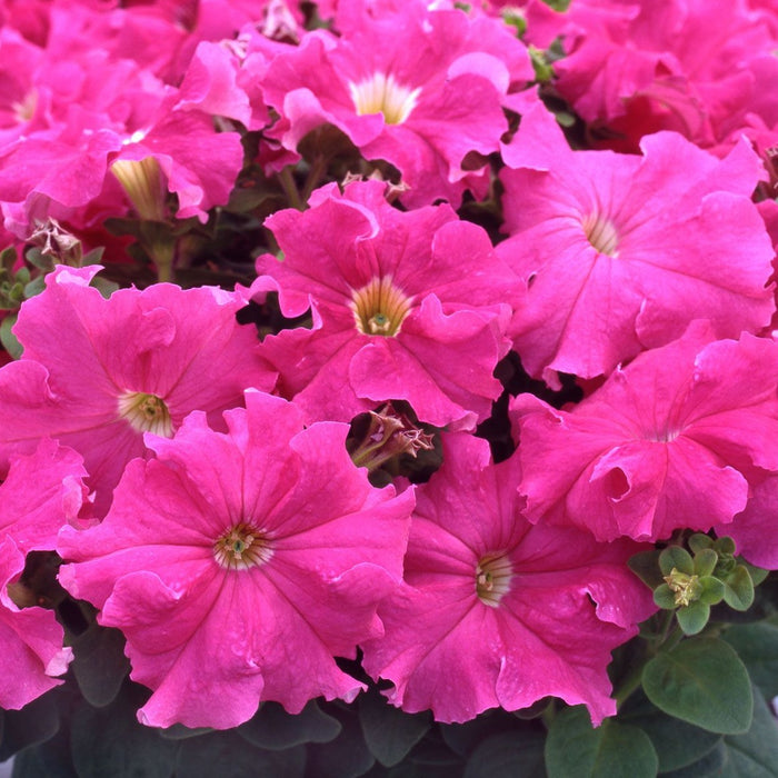 Petunia Bedding Plant