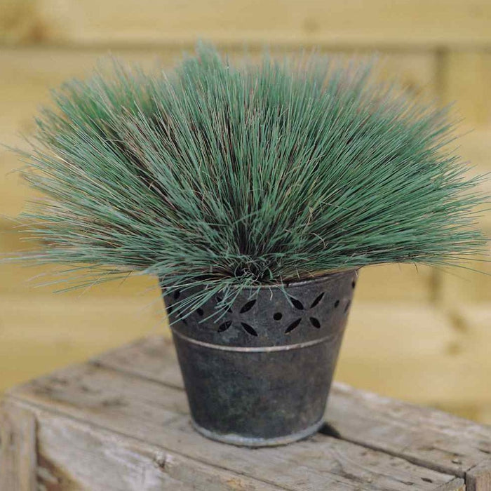 Colourgrass Spiky Blue