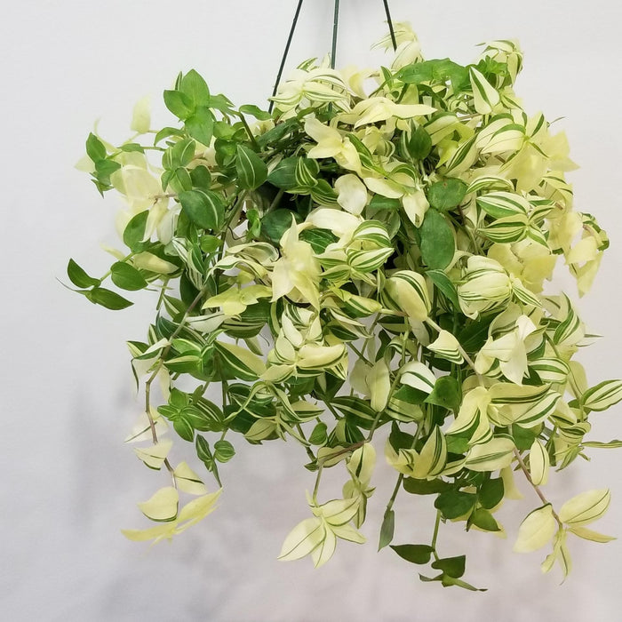 zebra hanging plant Zebra Tradescantia — Seaway Farms Niagara