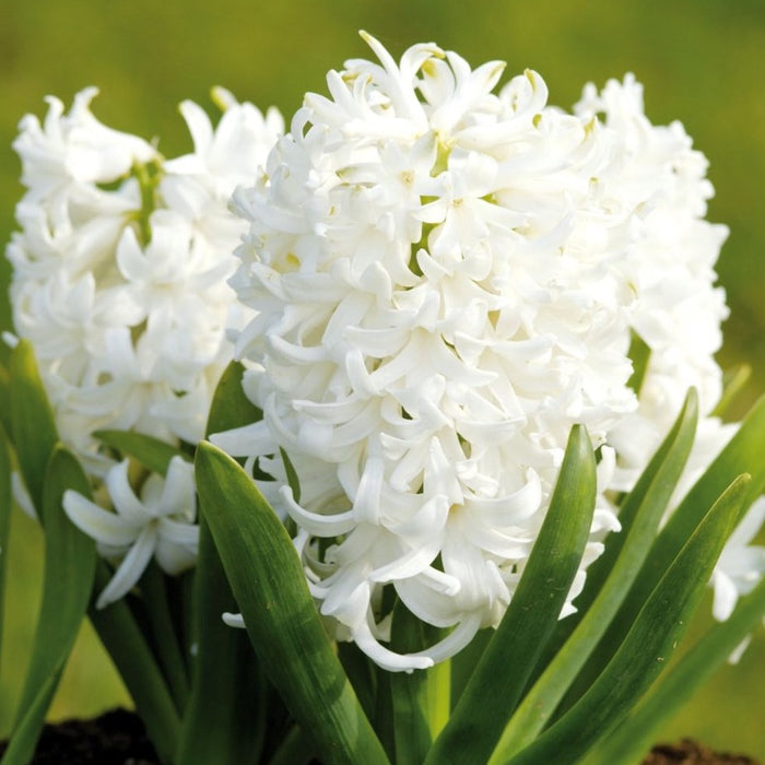 Hyacinth